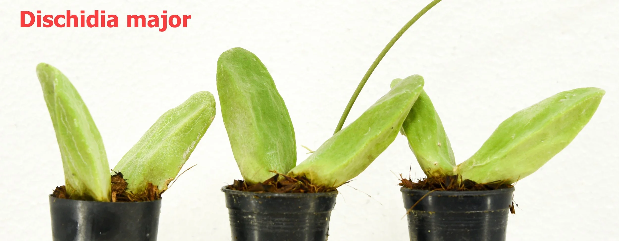 Dischidia major — TropicalExotique